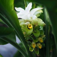 ウコン,鬱金(うこん),お花,美しい,過去picの画像