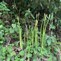 ヒガンバナ,ミョウガ,ポロタン　栗,家庭菜園の画像