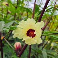 ローゼル,地植え,種まきから育てるの画像