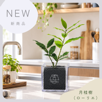 月桂樹,月桂樹（ローリエ）,月桂樹（ローリエ）,ハーブ,Greensnapの画像