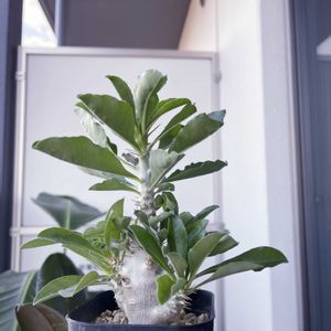 パキポディウム サンデルシー,パキポディウム 白馬城,観葉植物,塊根植物,コーデックスの画像