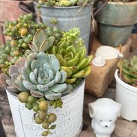 多肉植物,多肉寄せ植え,かわいいな♡,GS日和,庭の画像
