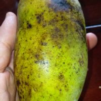 サボテン,ポポー,ポポーの実,多肉植物,果物の画像