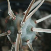 ハオルチア,多肉植物,観葉植物,塊根植物,サボテン科の画像