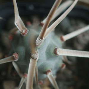 ハオルチア,多肉植物,観葉植物,塊根植物,サボテン科の画像