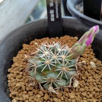兜丸,アストロフィツム属 兜丸,多肉植物,水耕栽培,サボテンの花の画像