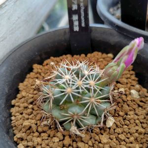 兜丸,アストロフィツム属 兜丸,多肉植物,水耕栽培,サボテンの花の画像