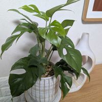 ラフィドフォラ・テトラスペルマ,ラフィドフォラ・テトラスペルマ,観葉植物,ガーデニング,花のある暮らしの画像