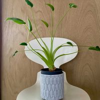 アロカシア タイニーダンサー,観葉植物,キキ　アロカシアの画像