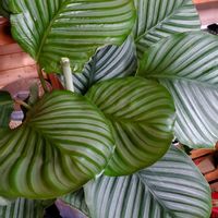 観葉植物,リビング・ダイニングの画像