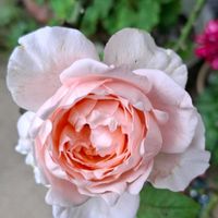 アネモネ,ラナンキュラスラックス,季節の花,鉢植えのバラ,強い植物の画像