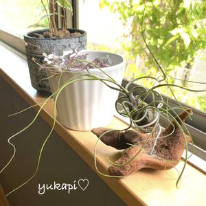 ハートカズラ,多肉植物,エアプランツ,リメ鉢,秋の気配の画像