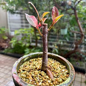 ゴムの木,フィカス・ティネケ,観葉植物,鉢植え,ダイソーの画像