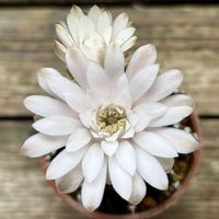 サボテン,牡丹玉,ダイソー,お花,ネコ好きの画像