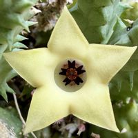 竜王角,多肉植物,お花,ネコ好き,ガガイモ科の画像