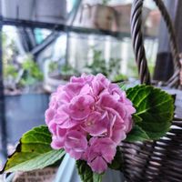 アジサイ,紫陽花,ガーデニング,ナチュラルガーデン,ネコ好きの画像
