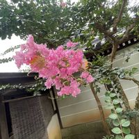 ウメモドキ,サルスベリ,マツ,百日紅,ヤブミョウガ（薮茗荷）の画像