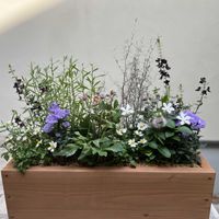 寄せ植え,ガーデニング,コンテナガーデン,今日の一枚,花のある暮らしの画像