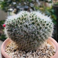 サボテン,白蛇丸,サボテンの実,多肉植物,ネコ好きの画像