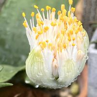マユハケオモト,鉢植え,ネコ好き,白い花,花のある暮らしの画像