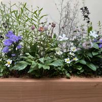 寄せ植え,今日の一枚,ブリコラージュフラワー,誰かの楽しみのひとつに,ふわりの実の定期便の画像