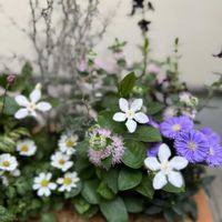 寄せ植え,秋の花,今日の一枚,ブリコラージュフラワー,誰かの楽しみのひとつにの画像