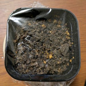 塊根植物,ドルステニアの画像