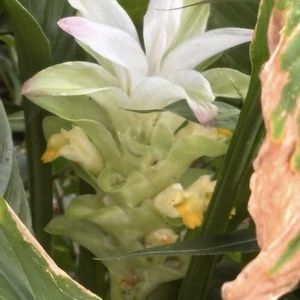 ウコン,キンモクセイ,ホウジャクさん,蜂雀(ホウジャク),屋上庭園の画像