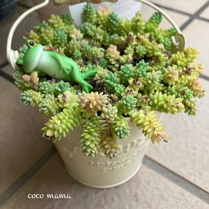 虹の玉,マジョール,コポたん,カキ仔,キュンキュン乙女倶楽部の画像