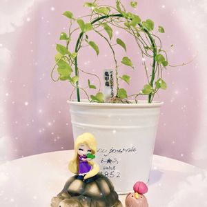 可愛い〜♡,多肉植物のある暮らし,とってもキレイ♡,キュンキュン乙女倶楽部,繋がりに感謝✨の画像