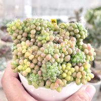 アナカンプセロス 茶傘,アナカンプセロス クリニタ,成長記録 クリニタ,LED栽培,神奈川タニラーの画像
