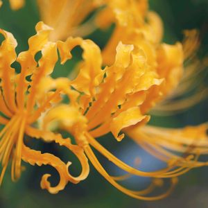 リコリス,植物が好き,花の文化園,お出かけ先の画像