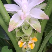 ウコン,クルクマ,クルクマ・シャローム,クルクマ　エメラルドチョコゼブラ,感謝の画像