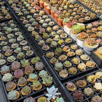 多肉植物,エケベリア属,バルビナエア属の画像