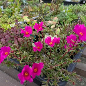 ピンキー,多肉植物,葉挿し,多肉寄せ植え,実生苗の画像