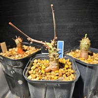 ペラルゴニウム　パルビフロルム,塊根植物,実生,種から育てる,ペラルゴ沼の画像