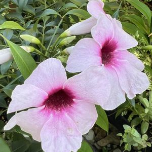 花のある風景,ＧＳだヨ！全員集合,8日は葉っぱの発表会,人に優しく,お出かけ先の画像