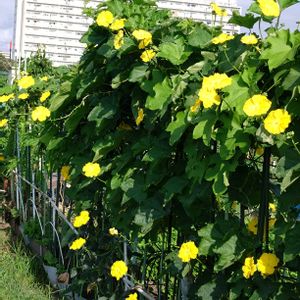 ヘチマ,ヘチマ,ヘチマ,花のある暮らし,いつもの散歩道の画像