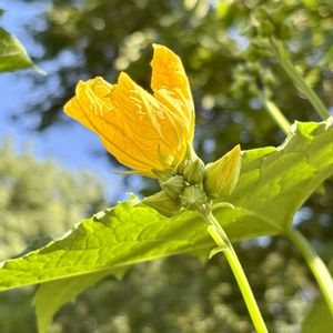 ヘチマ,ヘチマの花(雄花),今日のお花,お出かけ先の画像