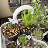 多肉植物,小さな庭,ベランダ,庭の画像