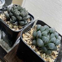ハオルチア,カラテア　メダリオン,ハオルチア　黒真珠,多肉植物,観葉植物の画像