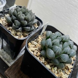 ハオルチア,カラテア　メダリオン,ハオルチア　黒真珠,多肉植物,観葉植物の画像