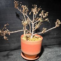 ペラルゴニウム　ゼロフィトン,ペラルゴニウム ラクスム,塊根植物,実生,種から育てるの画像
