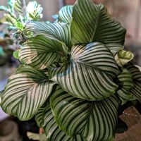 カラテア,カラテア・オルビフォリア,観葉植物,熱帯植物,植物のある暮らしの画像