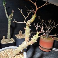 ペラルゴニウム カルノーサム,枯野葵,ペラルゴニウム・プルヴェルレンツム,多肉植物,塊根植物の画像