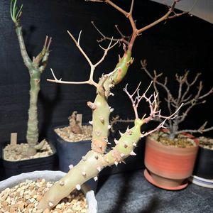 ペラルゴニウム カルノーサム,枯野葵,ペラルゴニウム・プルヴェルレンツム,多肉植物,塊根植物の画像