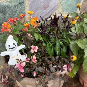 リシマキアシューティングスター,パラシュートプランツ,ホヤ(サクララン),カザグルマ,スピランサスたまごぼーるの画像
