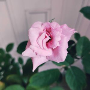 バラ　桜貝,玄関先の画像