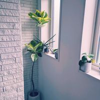 アルテシマ,フィカス・アルテシマ,フィカス,緑のある暮らし,みどりのある暮らしの画像