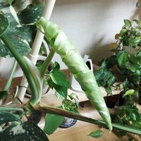 モンステラ,葉を楽しむ植物,植物のある暮らし,植中毒,斑入り好き♡の画像